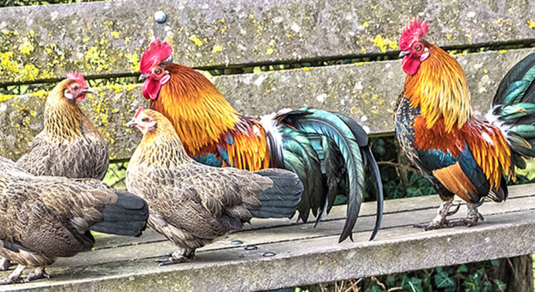 Chickens on a bench