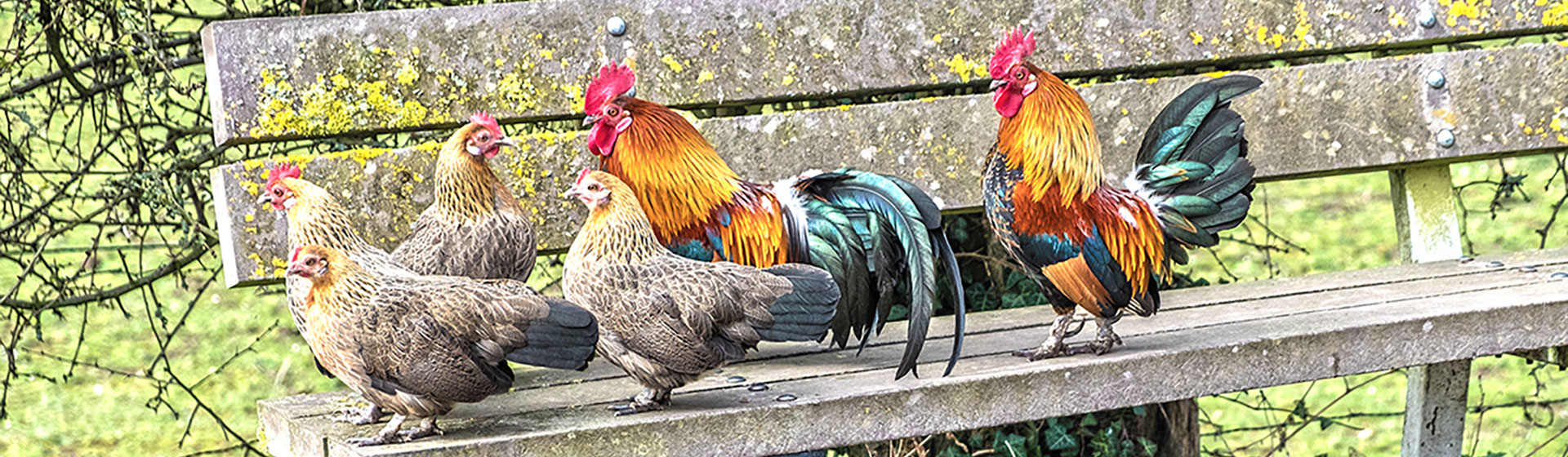 Chickens on a bench